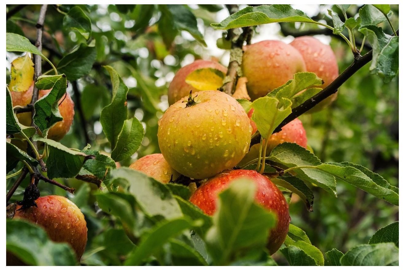 De Lekkerste Appel Drankjes voor Eet een Appel Dag