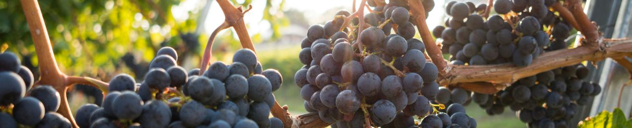 Mourvedre Wijn