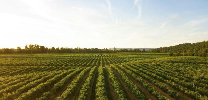 mourvedre